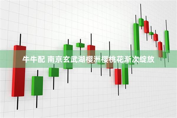 牛牛配 南京玄武湖樱洲樱桃花渐次绽放
